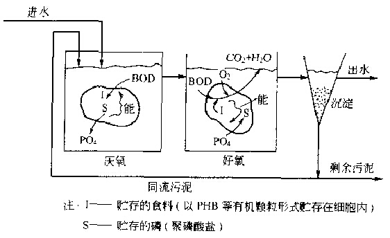 生物除磷剂原理